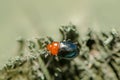 An adult Shiny Flea Beetle Ã¢â¬â Chrysomelidae Ã¢â¬â Asphaera lustrans Royalty Free Stock Photo